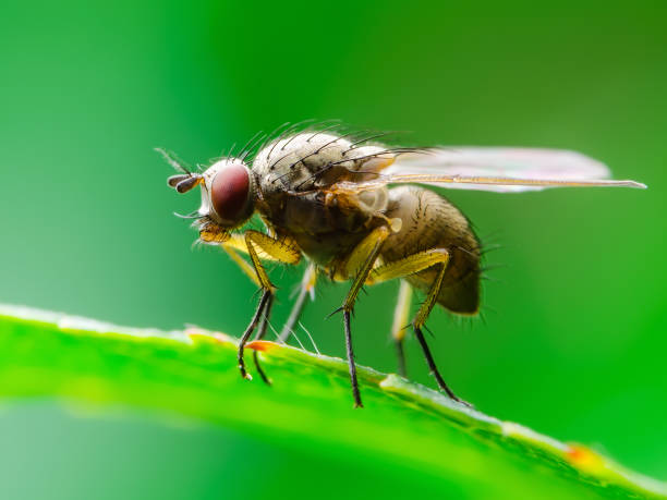 istock Exotic Drosophila Fly Diptera Parasite Insect on Green Leaf Macro 1214616432