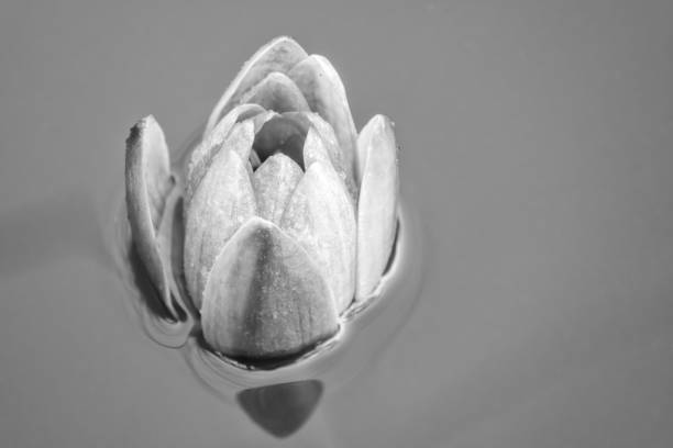 Black and White water lily flower, Nymphaea lotus, Nymphaea sp. hort., on a light water background. Nymphaea sp. hort., in the pond