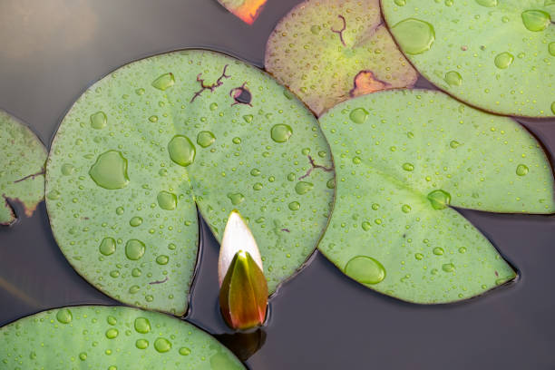 istock Water lily leaves float in a pond. 1214617055