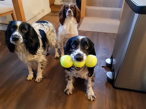 Three spaniels....one with three tennis balls in her mouth