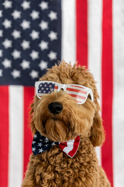 istock Goldendoodle Puppy American Flag Studio Portrait 1214619023
