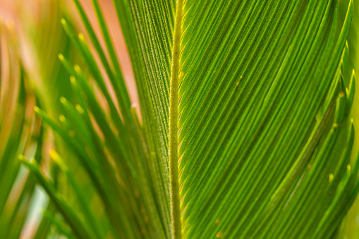 Abstract background image of a close up photo of green leaves