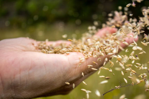 diffusion des graines - seed human hand wheat cereal plant photos et images de collection