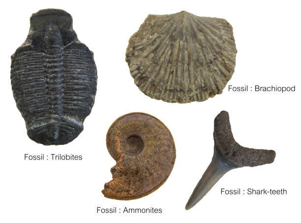 화석 표본 - trilobite ��뉴스 사진 이미지
