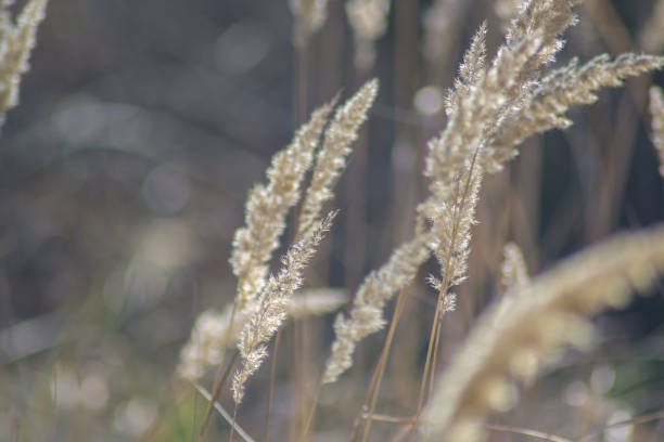 istock Group of cosmopolitan common reeds on blue sky background, phragmites australis outdoors. Tall stems, selective focus 1214622903