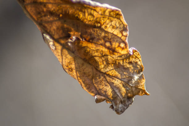 istock Beautiful single leaf on blurred background, autumn concept, beautiful bokeh 1214622904