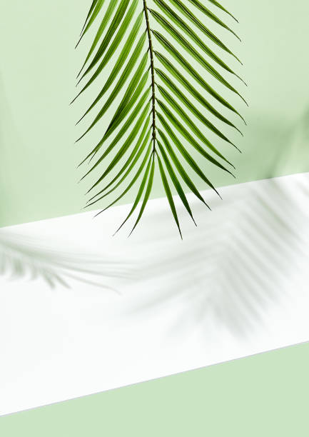 istock Abstract background of shadows palm leafs on green wall 1214624951