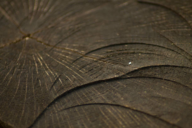 istock The texture of the cut trunk. 1214626879