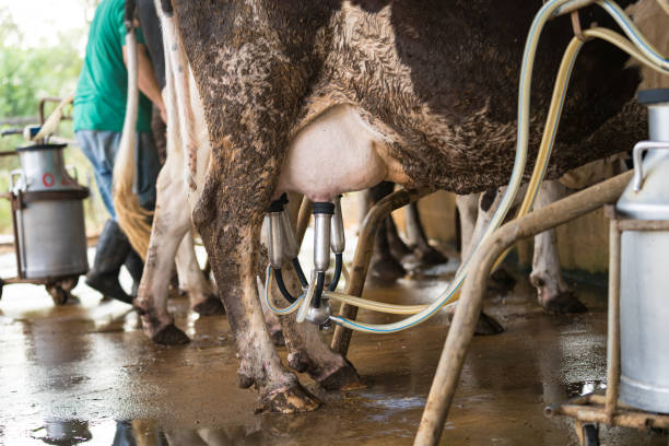 istock Cow milking facility and mechanized milking equipment 1214627049