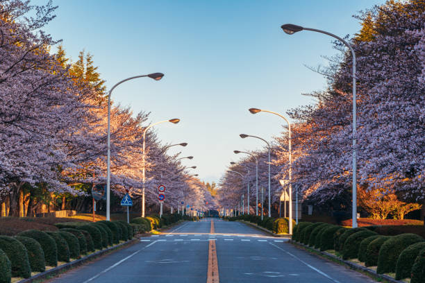 Cherry blossom trees in Japan during Sakura Season stock photo