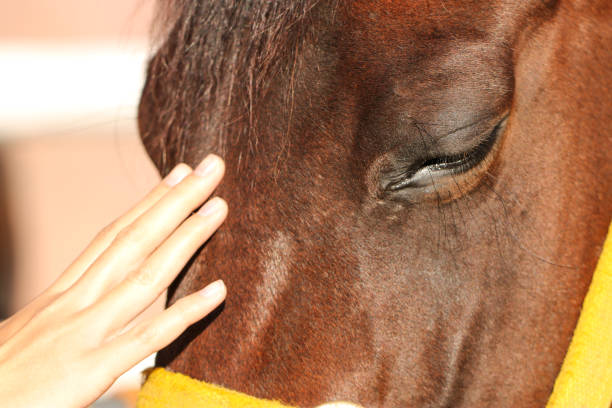 Girl touching horse head to show her affection