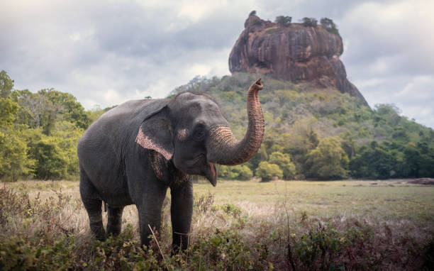 Elephant near Sigiriya lion rock fortress in Sigiriya, Sri Lanka Elephant near Sigiriya lion rock fortress in Sigiriya, Sri Lanka dambulla stock pictures, royalty-free photos & images