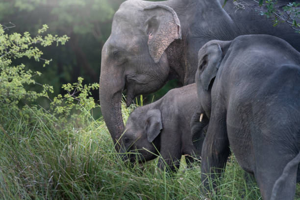 istock Wild elephants in a beautiful landscape in Sri Lanka 1214630546