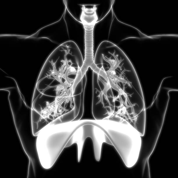 istock Human Respiratory System Anatomy 1214631346