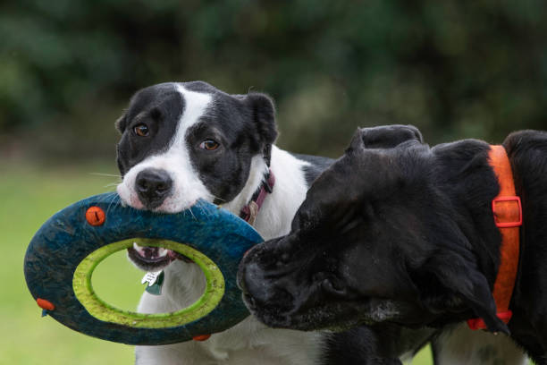 Two dogs vie for the same disc toy