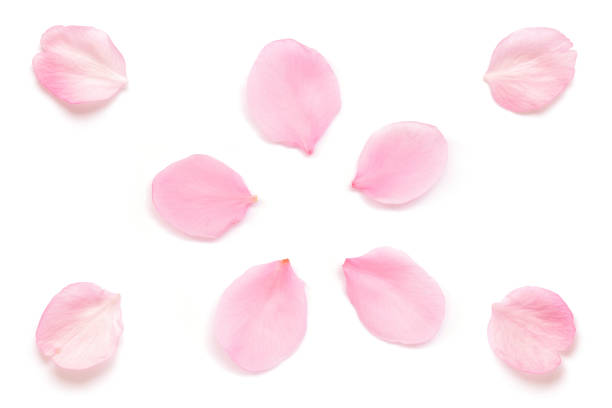 istock Japanese pink cherry blossom petals isolated on white background 1214632583