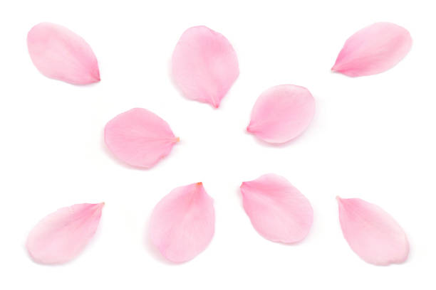 istock Japanese pink cherry blossom petals isolated on white background 1214632585