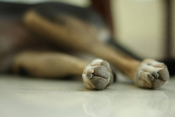 A senior Jack Russell Terrier dog sunbathing on her bed in the living room. Note: Pet toy is generic with no brand name.