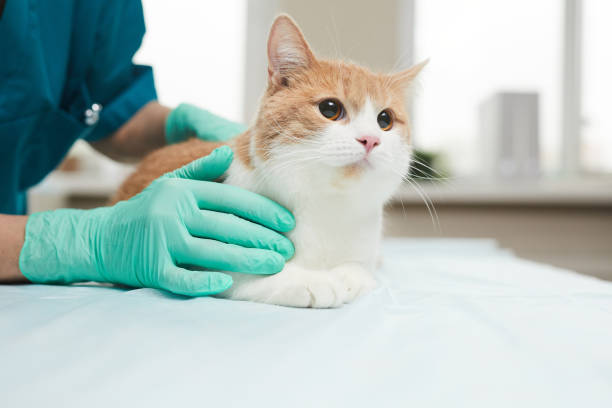istock Domestic cat in clinic 1214635070