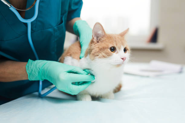 Vet examining the pet Close-up of female vet in protective gloves examining the pet with stethoscope in vet clinic protective glove photos stock pictures, royalty-free photos & images