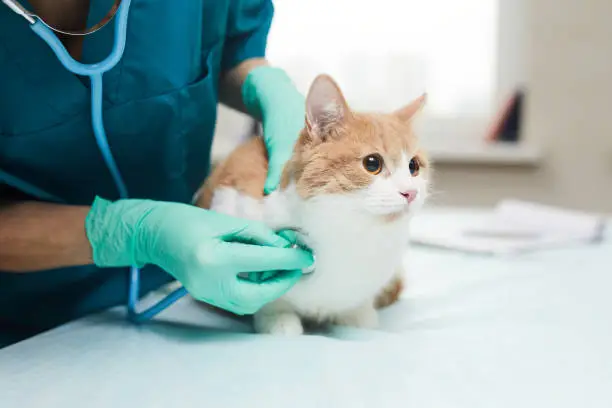 Photo of Vet examining the pet