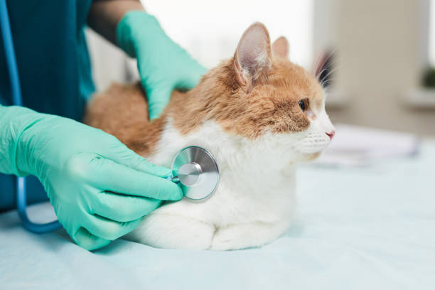 istock Doctor examining the pet 1214635615