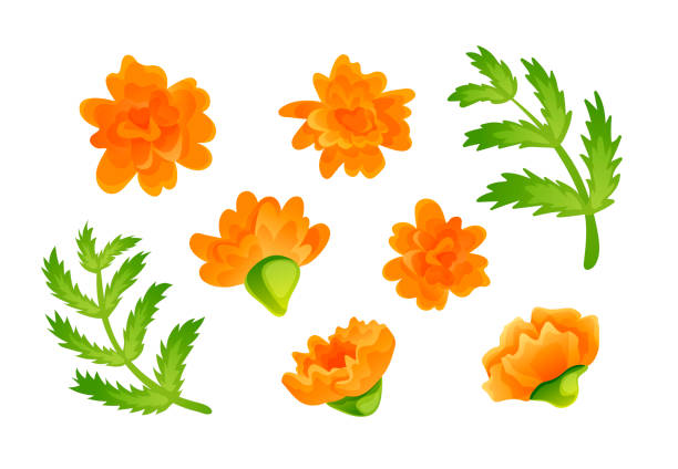 bildbanksillustrationer, clip art samt tecknat material och ikoner med set av orange ringblomma blommar och gröna blad i tecknad stil. samling vektorobjekt isolerade på vit bakgrund - blommor grav