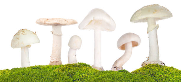 isolated six poisonous mushroom in green moss six poisonous mushroom in green moss isolated on white background amanita citrina photos stock pictures, royalty-free photos & images
