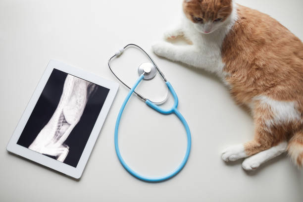 istock X-Ray of cat 1214635903