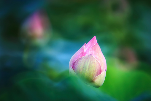 Beautiful pink lotus bud in lotus pond. Close-up
