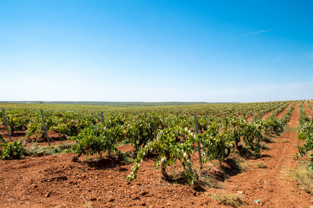 istock Vineyard in Evora Portugal 1214636244