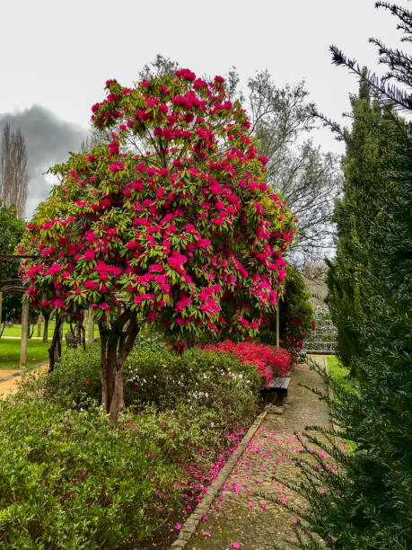 istock Flower tree near Ponte de Lima bridge Portugal 1214637307