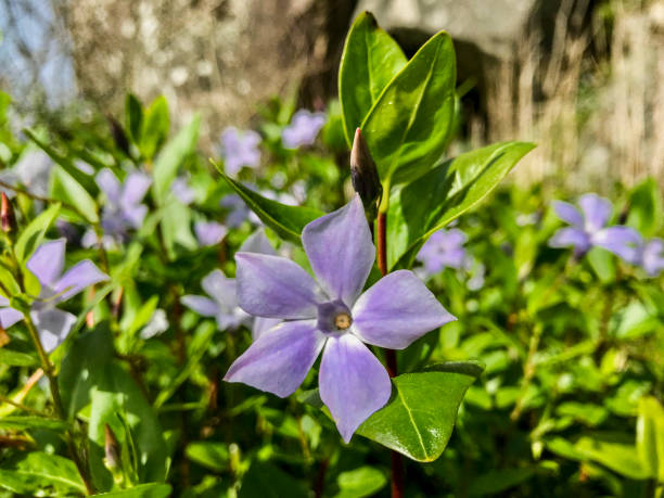 istock Violet flower during February on a hill Vilagarcia Spain 1214637310