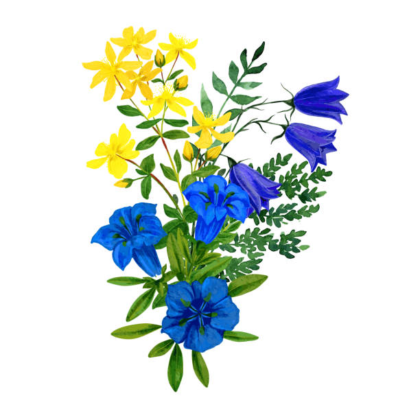 Wild flowers bouquet, blue and yellow tints, st. johns wort  gentian Wild flowers bouquet, blue and yellow tints, st. johns wort  gentian and bellflower, hand drawn watercolor arrangement. blue gentian stock illustrations