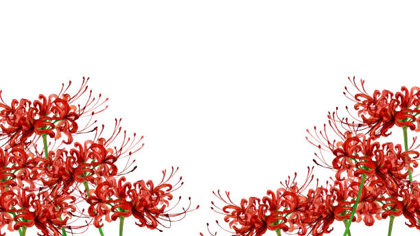Red spider lily watercolor red spider lily stock illustrations