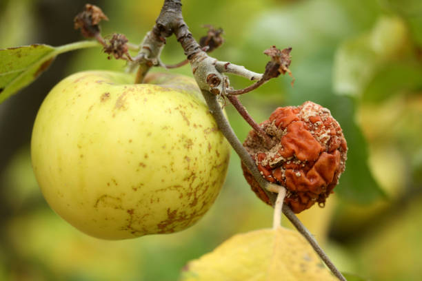 istock Ripe apple and rotten apple on the tree branch. 1214638405