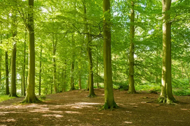 Photo of Deciduous Forest, Sherwood Forest, Nottingham, Nottinghamshire