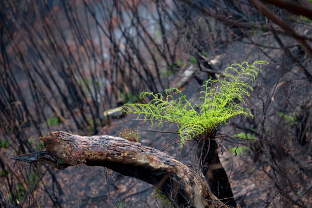 istock A tree fern flourishes after bush fires Australia 1214640589