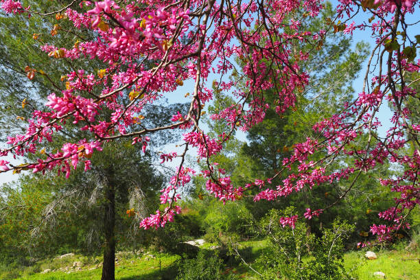 istock Pink branches of a blossoming tree in a green forest 1214640620