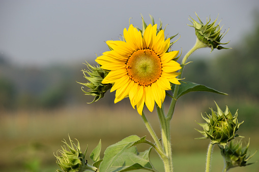 single sunflower in india