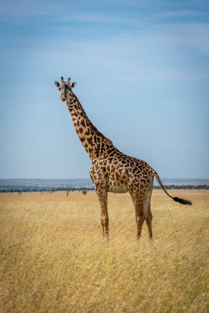 istock Masai giraffe stands in grassland flicking tail 1214643056