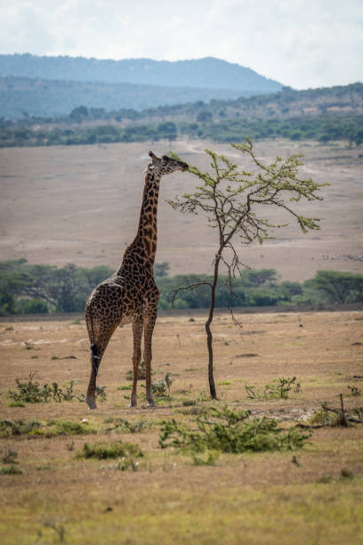 istock Masai giraffe stretches to browse topmost branches 1214643075