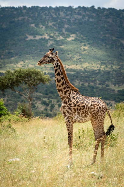 istock Masai giraffe stands in profile on hillside 1214643081