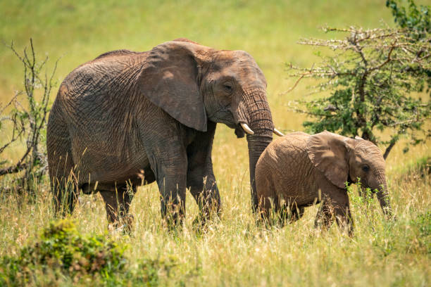 istock Mother and baby African elephant among thorns 1214643235