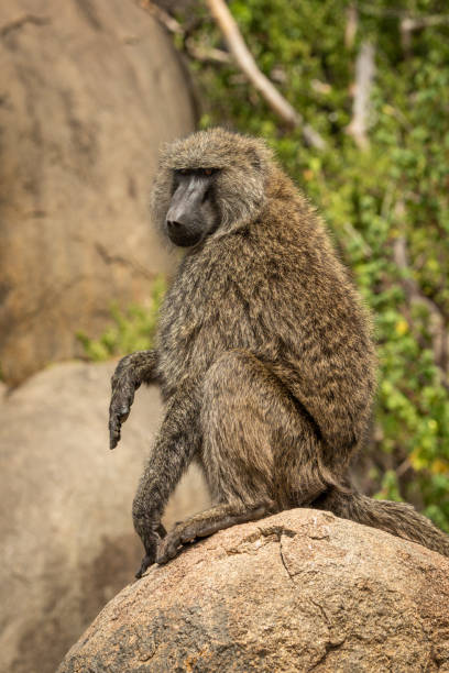 istock Olive baboon sits on rock lifting paw 1214643237