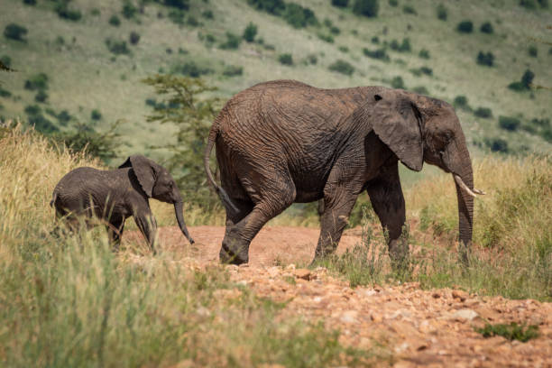 istock Mother elephant and calf cross rocky track 1214643241