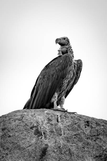 istock Mono lappet-faced vulture looking back on rock 1214643269