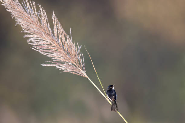 istock Adult Jerdon's bush chat (Saxicola jerdoni) 1214643312