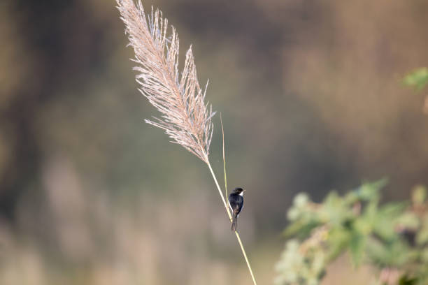 istock Adult Jerdon's bush chat (Saxicola jerdoni) 1214643320