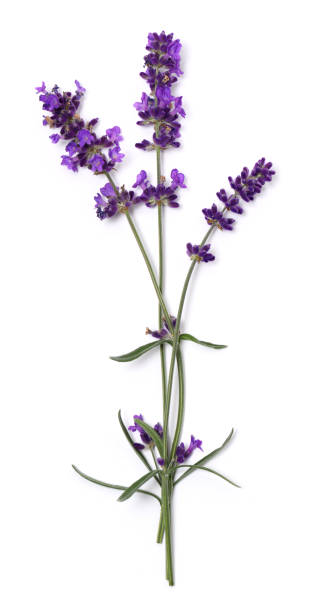 istock Lavender flowers close up 1214643833